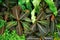 Exotic `Rubiacea Hoffmannia Bullata` plant with rosette shaped leaf cluster, top view