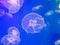 Exotic saltwater jellyfish swimming in aquarium