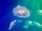 Exotic saltwater jellyfish swimming in aquarium