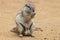 Exotic sand squirrel