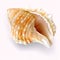 Exotic seashell on a transparent background