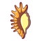 Exotic shell icon, cartoon style