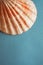 Exotic shells on blue background