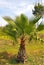 Exotic short palm tree with wide leaves under the sky with few clouds