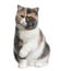 Exotic shorthair cat, 8 months old