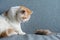 Exotic shorthair cat with fake mouse