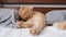 Exotic shorthair cat with ginger fur is breeding himself