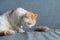 Exotic shorthair cat look at fake mouse