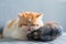 Exotic shorthair cat sleep on mackerel pillow