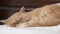 Exotic shorthair cat sleeping