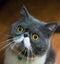 Exotic Shorthair Cats looked up