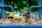 Exotic shorthair cats relax on the playground.