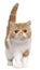 Exotic Shorthair kitten, 4 months old, standing