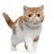 Exotic Shorthair kitten, 4 months old, standing