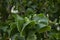 Exotic shrub Acalypha wilkesiana with green foliage and bloom