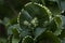 Exotic shrub Acalypha wilkesiana with green foliage and bloom