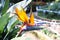 Exotic South African Strelitzia flower