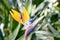 Exotic South African Strelitzia flower