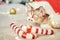 Exotic Sphynx Devon cat celebrates Christmas. Pet in New Year's decorations