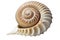 Exotic spiral seashell