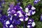 Exotic Spotted Bicolor Pansy Flowers in Purple and White Color