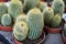 Exotic succulent flowers in a flower shop, close-up