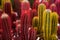 Exotic succulent flowers in a flower shop, close-up