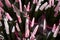 Exotic succulent flowers in a flower shop, close-up