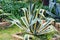 Exotic Succulent plant Agave growing in park