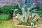 Exotic Succulent plant Agave growing in park