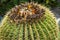 Exotic succulent plant. Large cactus close-up