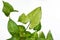 Exotic Syngonium podophyllum `Pixi` or `Arrow` Arrowhead Vine plant on white background