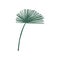 Exotic Talipot Palm Tree Leaf, Botanical Design Element Vector Illustration