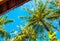 Exotic tall palm trees seen from below and blue sky
