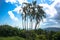 Exotic tall trees in the tropical rainforest