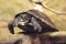 exotic terrestrial turtle