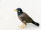 Exotic Thai bird myna ordinary, locust starling, talking bird mockingbird, standing on white sand