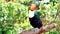 Exotic toco toucan bird in natural setting and looking.