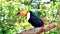 Exotic toco toucan bird in natural setting and looking.