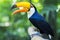 Exotic Toucan Bird in Natural Setting, Foz do Iguacu, Brazil