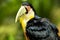 Exotic Toucan Bird in Natural Setting Near Iguazu Falls, Brazil