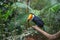 Exotic toucan brazilian bird in nature in Foz