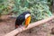 Exotic toucan brazilian bird in nature in Foz