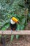 Exotic toucan brazilian bird in nature in Foz