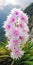 Exotic Translucent Pink And White Flowers On Rocks With Mountain Backdrop