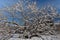 Exotic tree, nut Manchurian all covered with snow in the Moscow Botanical garden.