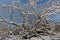 Exotic tree, nut Manchurian all covered with snow in the Moscow Botanical garden.