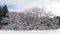 Exotic tree, nut Manchurian all covered with snow in the Moscow Botanical garden. Sunny winter.