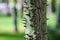 Exotic tree with sharp thorns. Green blurry background.