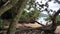 Exotic trees on the beach in Kabira Bay, Ishigaki island, Okinawa, Japan.